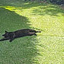 animal, black_cat, cat, daytime, feline, garden, grass, greenery, leaves, lying_down, nature, outdoor, peaceful, pet, plants, relaxed, resting, rocks, shadow, sunlight