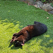 Nyx participe au concours pour gagner de l'argent avec cette photo : black_cat, grass, sunlight, garden, outdoor, pet, animal, playful, licking, greenery, nature, relaxing, feline, tongue_out, summer, shadows, rocks, foliage, cute, daylight