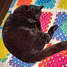 black_cat, blanket, cat, colorful, cozy, crocheted_blanket, curled_up, feline, fur, granny_squares, home, indoor, pattern, paw, pet, resting, sleeping, soft, tail, textile