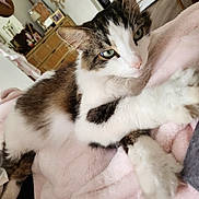 Oreo joined the competition — help win amazing prizes! cat, feline, pet, animal, tabby, white_fur, gray_fur, green_eyes, pink_blanket, cozy, indoor, bedroom, relaxed, lying_down, paws, whiskers, ears, portrait, closeup, home