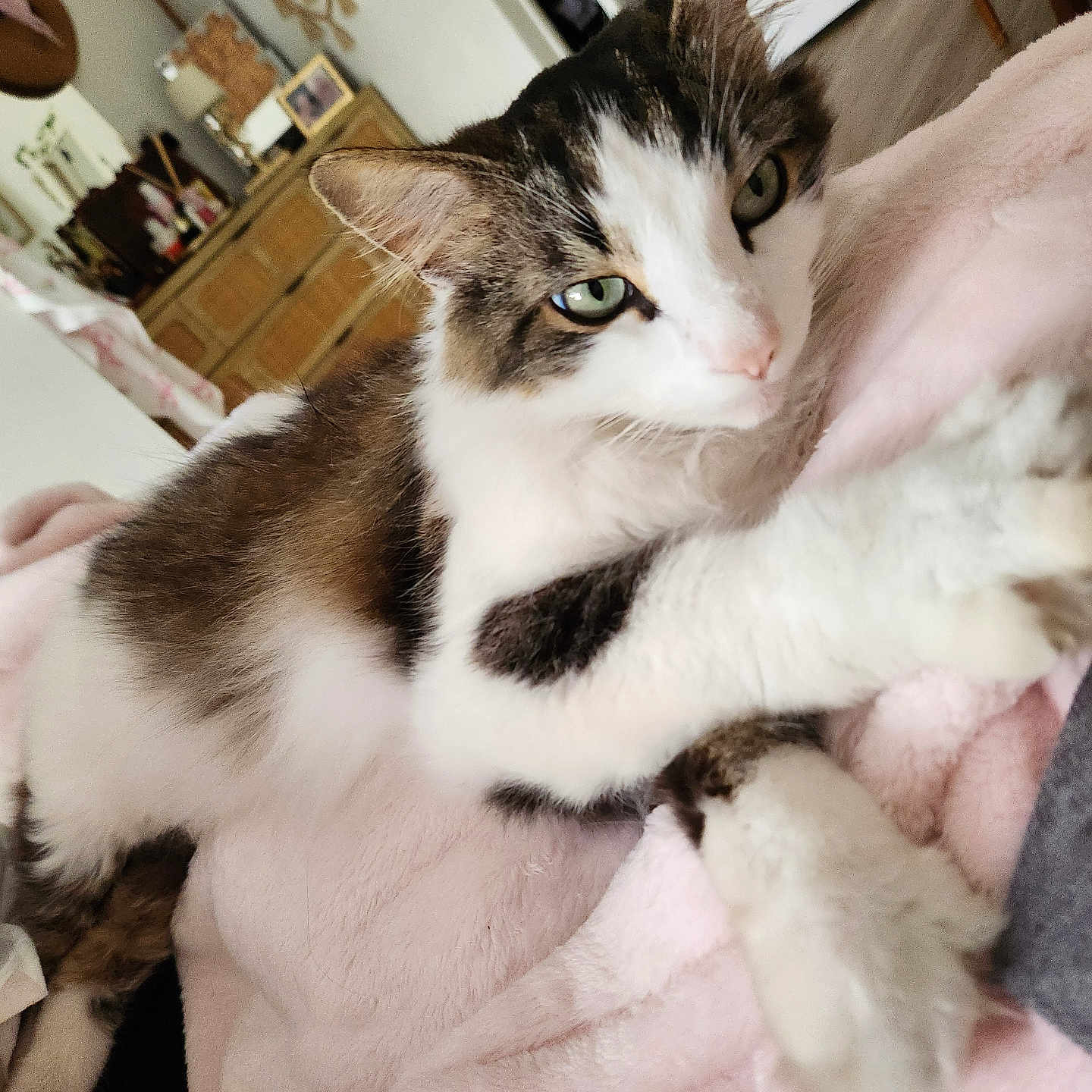 Oreo