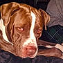 Rex is registered to the contest to win money with this photo: animal, brown, canine, close_up, companion, cute, dog, domestic_animal, ears, flash, fur, indoor, lying_down, mammal, paw, pet, red_eye, resting, snout, white