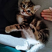 Diamant participe au concours pour gagner de l'argent avec cette photo : kitten, cat, tabby, pet, feline, cute, animal, whiskers, paw, fur, playful, indoor, relaxing, texture, hand, curious, young, small, adorable, resting