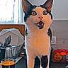 cat, black_and_white, kitchen, counter, glass, dark_liquid, surprised, wide_eyes, pet_bowl, utensils, window, dish_rack, orange_fruits, indoor, animal, domestic, curious, standing, mouth_open, feline
