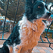 Harley a rejoint le concours — aidez-le/la à gagner de superbes lots ! dog, black_and_white, fluffy, sitting, balcony, tiles, metal_railings, tree, outdoor, pet, canine, fur, alert, side_view, nature, daylight, animal, domestic, watchful, quiet