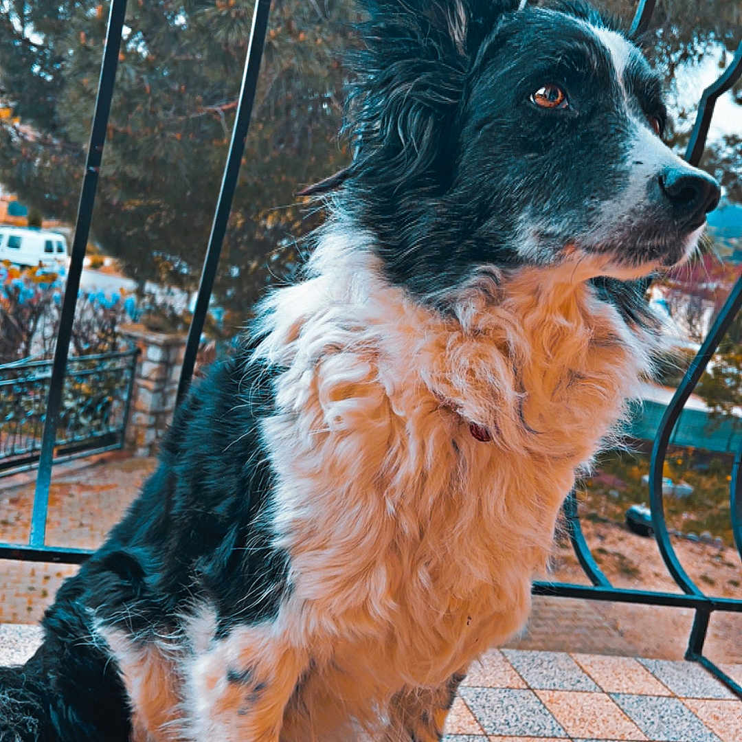 Harley