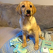 Gracie joined the competition — help win amazing prizes! animal, blanket, bone_shaped_toy, card, couch, cozy, cute, dog, fur, golden_retriever, home, indoor, pet, playful, puppy, sitting, soft_texture, tongue_out, toy, young_dog