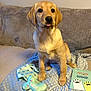 animal, blanket, bone_shaped_toy, card, couch, cozy, cute, dog, fur, golden_retriever, home, indoor, pet, playful, puppy, sitting, soft_texture, tongue_out, toy, young_dog