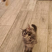 Altess a rejoint le concours — aidez-le/la à gagner de superbes lots ! kitten, cat, toy, floor, wood_pattern, curious, pet_bed, metal_bowls, indoor, feline, fluffy, small_pet, playful, young_cat, alert, domestic_animal, cute, pets, animal, flooring