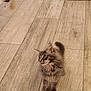 kitten, cat, toy, floor, wood_pattern, curious, pet_bed, metal_bowls, indoor, feline, fluffy, small_pet, playful, young_cat, alert, domestic_animal, cute, pets, animal, flooring