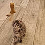 Altess a rejoint le concours — aidez-le/la à gagner de superbes lots ! kitten, cat, toy, feather, floor, wooden_floor, pet_bed, metal_bowls, curious, indoor, furniture, playful, young_cat, feline, domestic_animal, fur, whiskers, ears, paws, pet