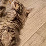 Altess a rejoint le concours — aidez-le/la à gagner de superbes lots ! cat, fluffy, gray, paw, whiskers, wooden_floor, chair_legs, indoor, pet, feline, stretching, fur, playful, closeup, animal, domestic, cute, tabby, relaxed, home