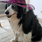 Goliath a rejoint le concours — aidez-le/la à gagner de superbes lots ! dog, black_and_white, sitting, hat, witch_hat, pink_spiders, indoor, floor, tile_floor, happy, pet, fur, animal, costume, headwear, cute, companion, smiling, domestic, portrait