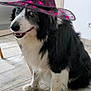 dog, black_and_white, sitting, hat, witch_hat, pink_spiders, indoor, floor, tile_floor, happy, pet, fur, animal, costume, headwear, cute, companion, smiling, domestic, portrait