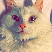 Nala is registered to the contest to win money with this photo: carnivore, cat, cymric, domestic_long_haired_cat, eye, felidae, fur, iris, kitten, napoleon_cat, norwegian_forest_cat, nose, persian, ragamuffin, ragdoll, small_to_medium_sized_cats, snout, turkish_angora, turkish_van, whiskers