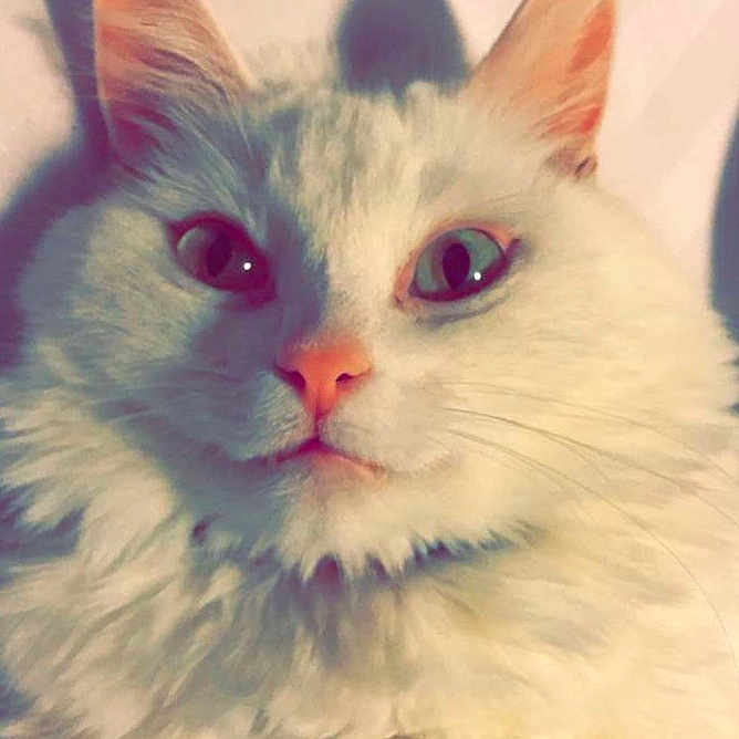 Nala