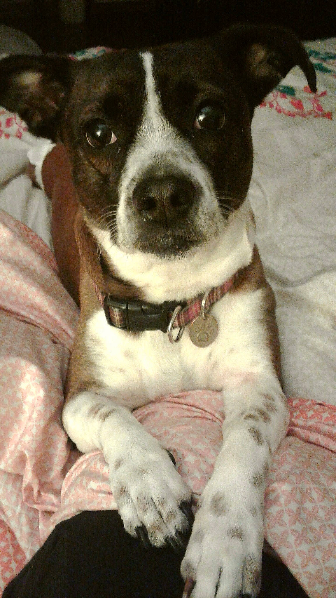 Ally joined the competition — help win amazing prizes! bow_tie, carnivore, collar, companion_dog, dog, dog_breed, dog_collar, fashion_accessory, fur, non_sporting_group, sporting_group, terrier, whiskers, working_animal