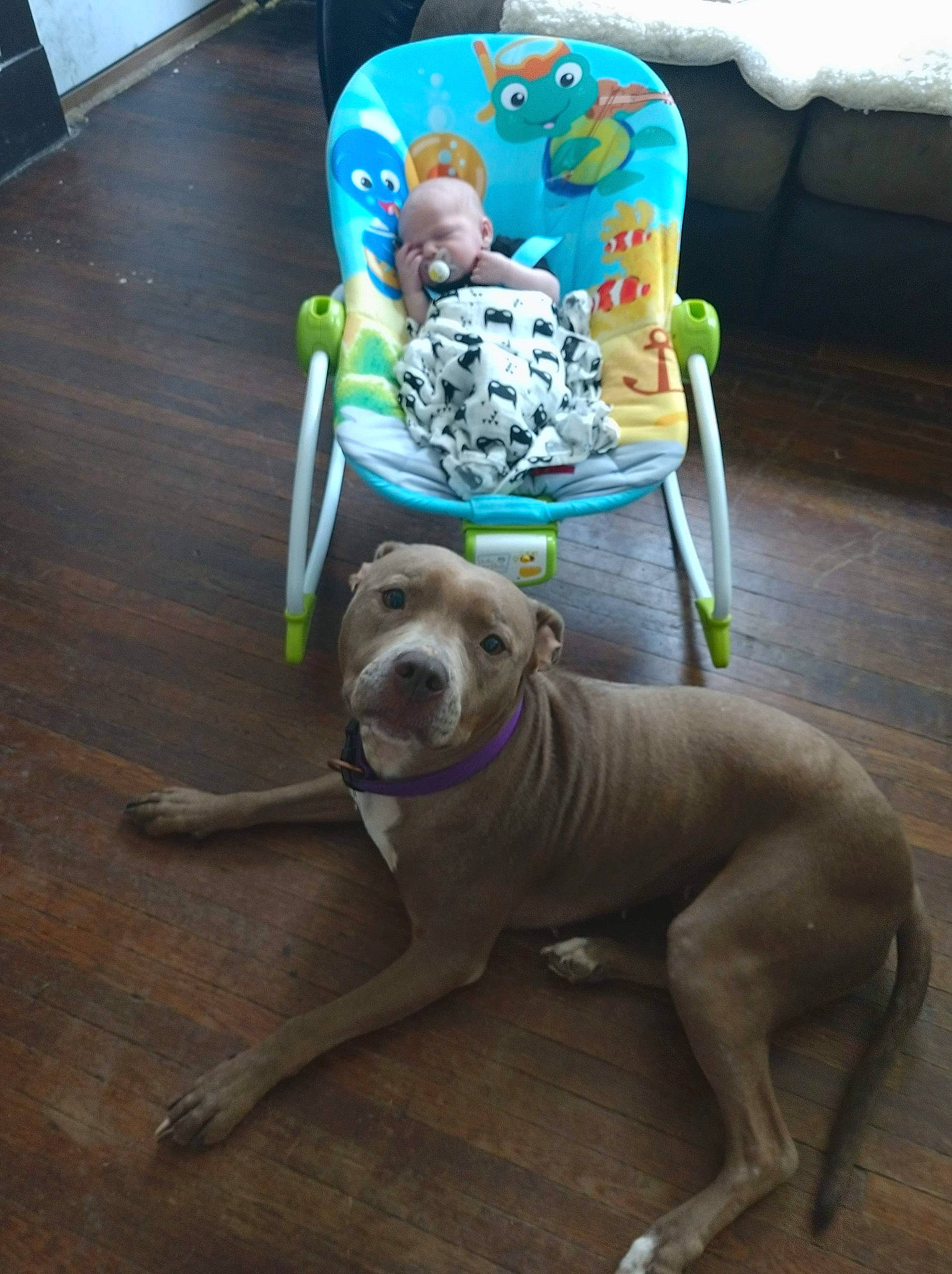 Heath is registered to the contest to win money with this photo: american_bulldog, american_pit_bull_terrier, canidae, carnivore, chair, companion_dog, dog, dog_breed, fawn, non_sporting_group, person, pit_bull, sporting_group, weimaraner