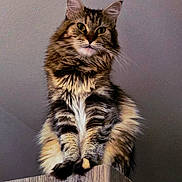 Nala a rejoint le concours — aidez-le/la à gagner de superbes lots ! cat, tabby, fluffy, feline, pet, animal, wooden_cabinet, indoor, perched, curious, fur, whiskers, ears, claws, paws, portrait, looking_down, domestic_cat, mammal, cute