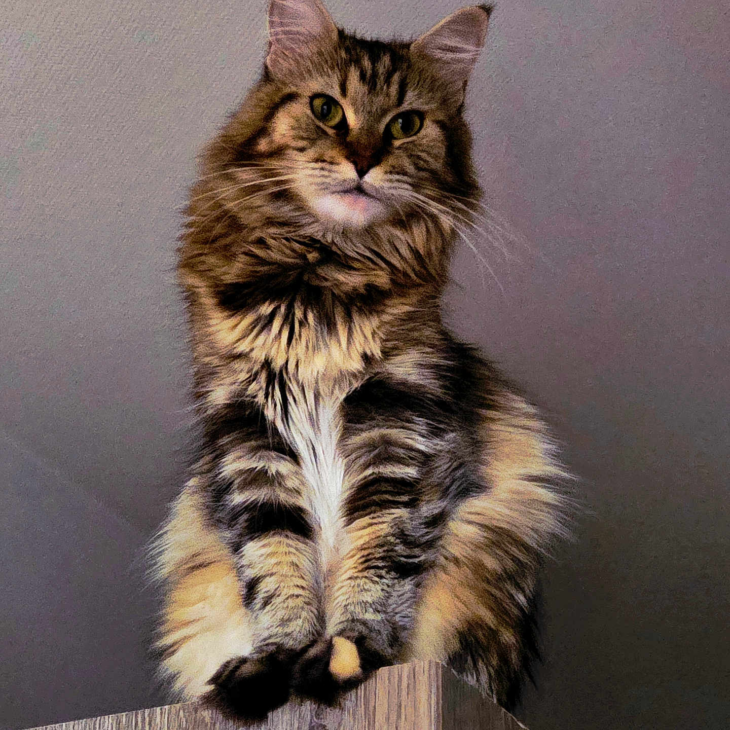 Nala a rejoint le concours — aidez-le/la à gagner de superbes lots ! cat, tabby, fluffy, feline, pet, animal, wooden_cabinet, indoor, perched, curious, fur, whiskers, ears, claws, paws, portrait, looking_down, domestic_cat, mammal, cute