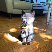 Lucky joined the competition — help win amazing prizes! kitten, black_cat, collar, wooden_floor, sunlight, shadow, living_room, couch, glass_table, indoor, pet, feline, small_cat, cute, domestic_animal, flooring, sunbeam, home_interior, furniture, animal