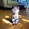 kitten, black_cat, collar, wooden_floor, sunlight, shadow, living_room, couch, glass_table, indoor, pet, feline, small_cat, cute, domestic_animal, flooring, sunbeam, home_interior, furniture, animal