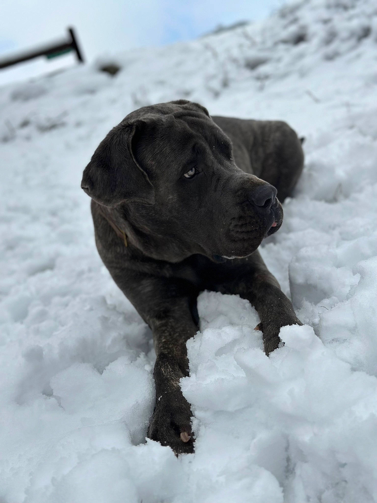 Cyrus is registered to the contest to win money with this photo: canidae, carnivore, collar, dog, dog_breed, dog_collar, fawn, freezing, fur, guard_dog, monochrome_photography, non_sporting_group, precipitation, sky, snout, snow, sporting_group, whiskers, winter, working_animal