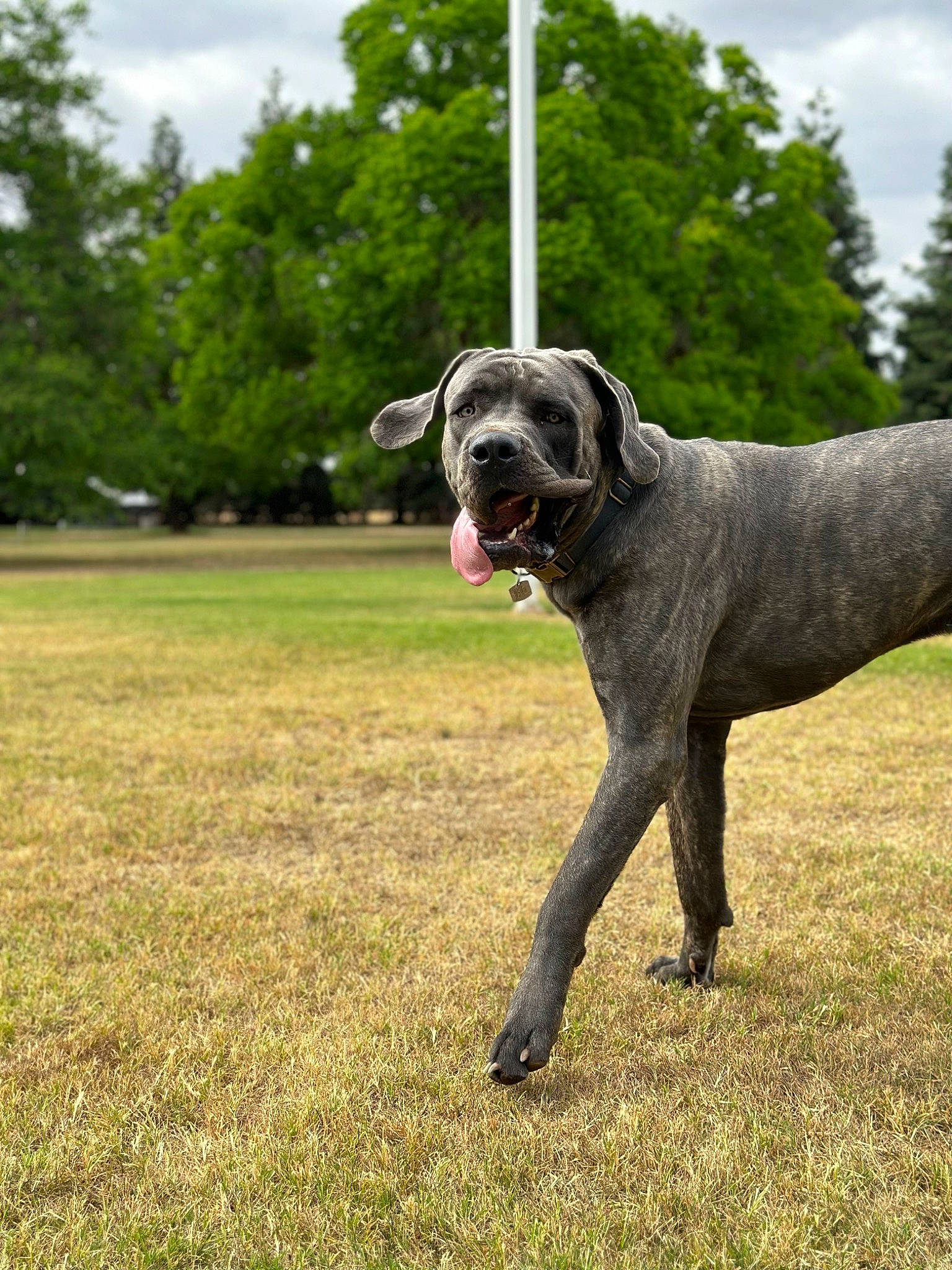 Cyrus is registered to the contest to win money with this photo: boxer, canidae, carnivore, cloud, collar, companion_dog, dog, dog_breed, dog_collar, fawn, grass, grassland, plant, sky, snout, sporting_group, tail, tree, working_animal, working_dog