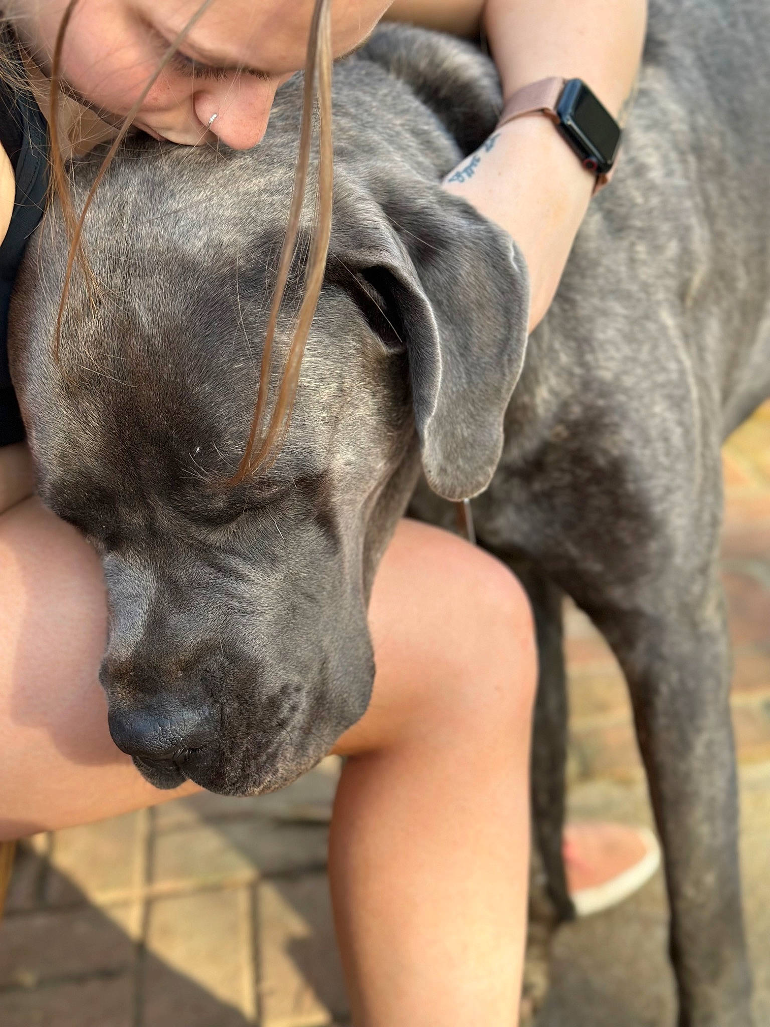 Cyrus joined the competition — help win amazing prizes! canidae, carnivore, collar, companion_dog, dog, dog_breed, dog_collar, fawn, gesture, great_dane, guard_dog, liver, snout, sporting_group, terrestrial_animal, watch, whiskers, working_animal, wrinkle, wrist