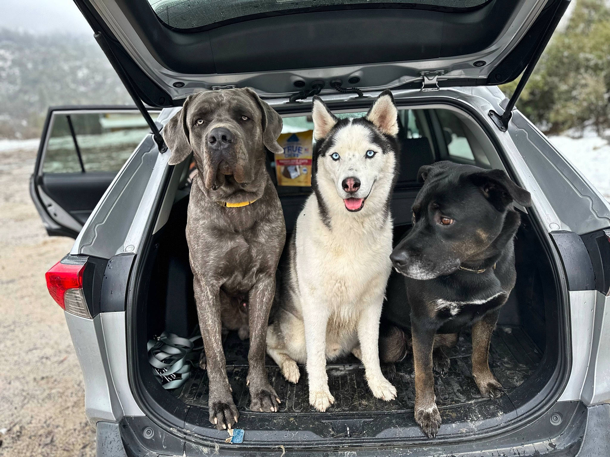 Cyrus joined the competition — help win amazing prizes! automotive_exterior, automotive_lighting, automotive_mirror, automotive_tire, bumper, car, carnivore, collar, companion_dog, dog, dog_breed, dog_collar, hood, mammal, motor_vehicle, snout, tire, trunk, vehicle, vehicle_door