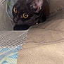 black_cat, cat, pet, animal, yellow_eyes, curious, mesh, fabric, tunnel, indoor, closeup, cute, feline, whiskers, alert, soft_texture, cozy, hidden, playful, domestic_cat