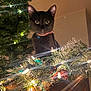 Meep is registered to the contest to win money with this photo: black_cat, cat, christmas_lights, garland, pine_cone, holiday_decor, indoor, wooden_surface, festive, animal, pet, collar, greenery, light_glare, close_up, decorations, night, curious, feline, home