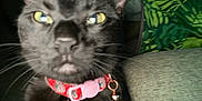 Meep is registered to the contest to win money with this photo: cat, black_cat, collar, bell, close_up, indoor, pet, feline, yellow_eyes, couch, pillow, leaf_pattern, curious, blurry, whiskers, fur, animal, domestic_animal, closeup, household