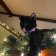 Meep is registered to the contest to win money with this photo: black_cat, cat, pink_collar, christmas_lights, garland, holiday_decor, indoor, pet, animal, tongue_out, feline, wooden_surface, ceiling, festive, decorations, curious, playful, close_up, night, cute