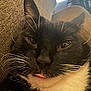 Ronnie joined the competition — help win amazing prizes! cat, black_and_white, whiskers, close_up, tongue_out, blep, relaxed, indoor, couch, pet, fur, face, sleepy, domestic_animal, animal, mammal, portrait, nose, ear, feline