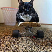 Ronnie is registered to the contest to win money with this photo: cat, black_and_white, skateboard, carpet, indoor, pet, animal, whiskers, floor, furniture, trash_bin, closeup, portrait, cute, relaxed, focus, household, domestic, mammal, fur