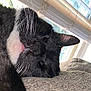 Ronnie joined the competition — help win amazing prizes! cat, sleeping, close_up, black_and_white, tongue_out, whiskers, cushion, window, blinds, indoor, pet, fur, relaxed, cozy, daylight, animal, face, nose, ear, resting