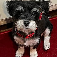 Cooper is registered to the contest to win money with this photo: dog, puppy, black_and_white, fluffy, small_dog, schnauzer, pet, collar, red_collar, sitting, indoor, carpet, red_carpet, wood_trim, portrait, close_up, fur, paws, cute, looking_at_camera