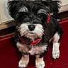 dog, puppy, black_and_white, fluffy, small_dog, schnauzer, pet, collar, red_collar, sitting, indoor, carpet, red_carpet, wood_trim, portrait, close_up, fur, paws, cute, looking_at_camera