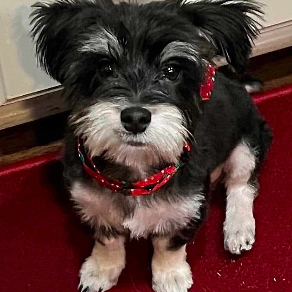 Cooper is registered to the contest to win money with this photo: dog, puppy, black_and_white, fluffy, small_dog, schnauzer, pet, collar, red_collar, sitting, indoor, carpet, red_carpet, wood_trim, portrait, close_up, fur, paws, cute, looking_at_camera