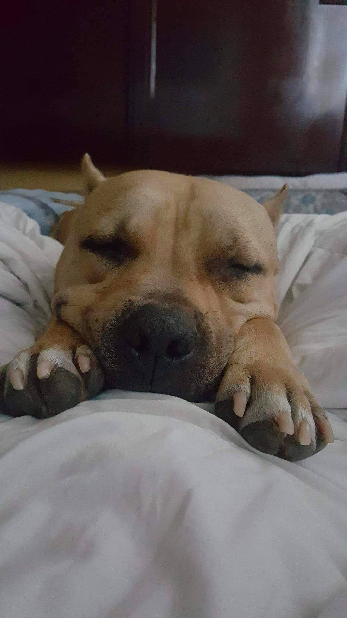 Midget is registered to the contest to win money with this photo: canidae, carnivore, comfort, companion_dog, dog, dog_breed, fawn, fur, guard_dog, linens, non_sporting_group, sporting_group, whiskers, wood, working_animal, wrinkle