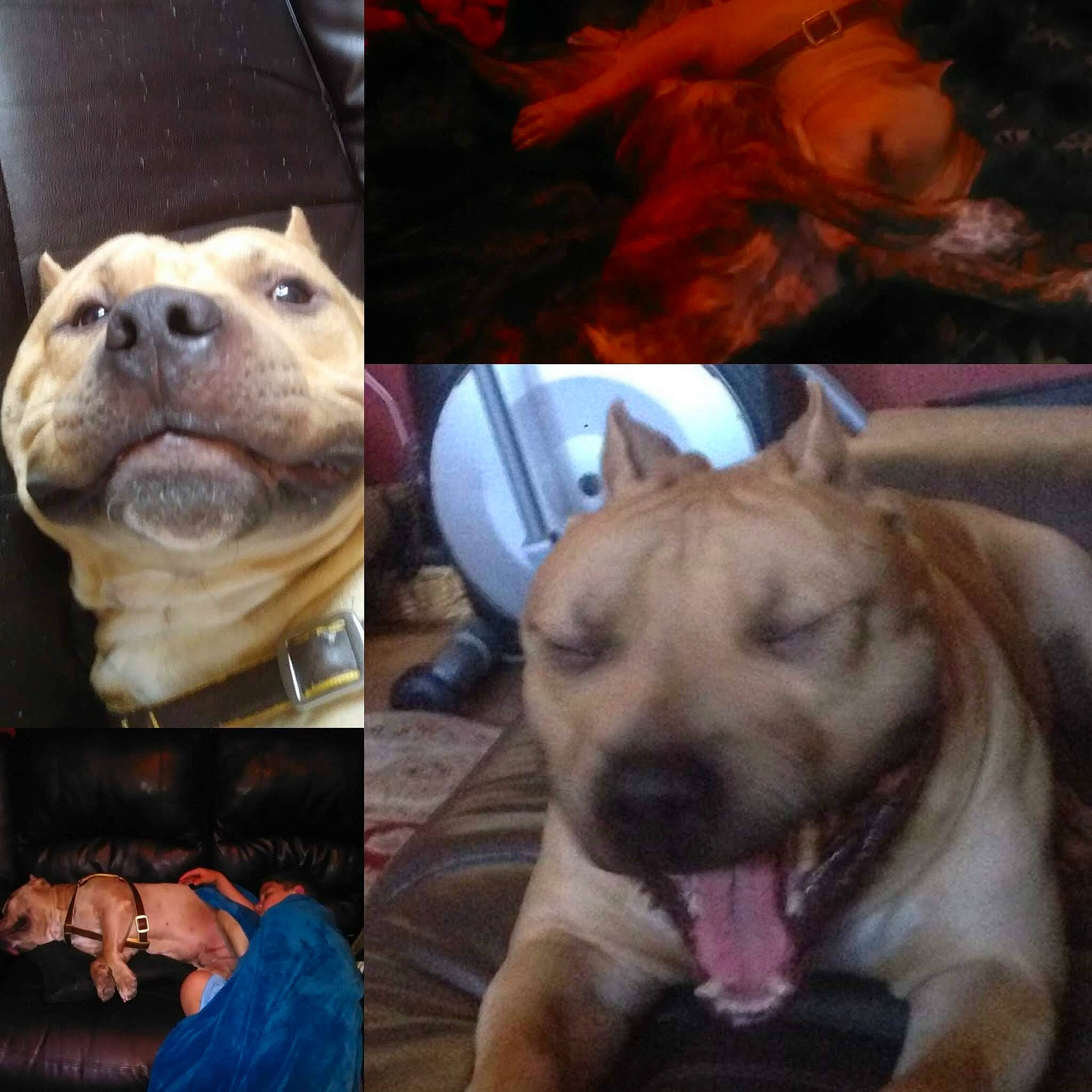 Midget joined the competition — help win amazing prizes! canidae, carnivore, collar, companion_dog, cool, dog, dog_breed, dog_collar, ear, fawn, happy, jaw, photo_caption, photograph, selfie, snout, sporting_group, whiskers, working_animal, wrinkle