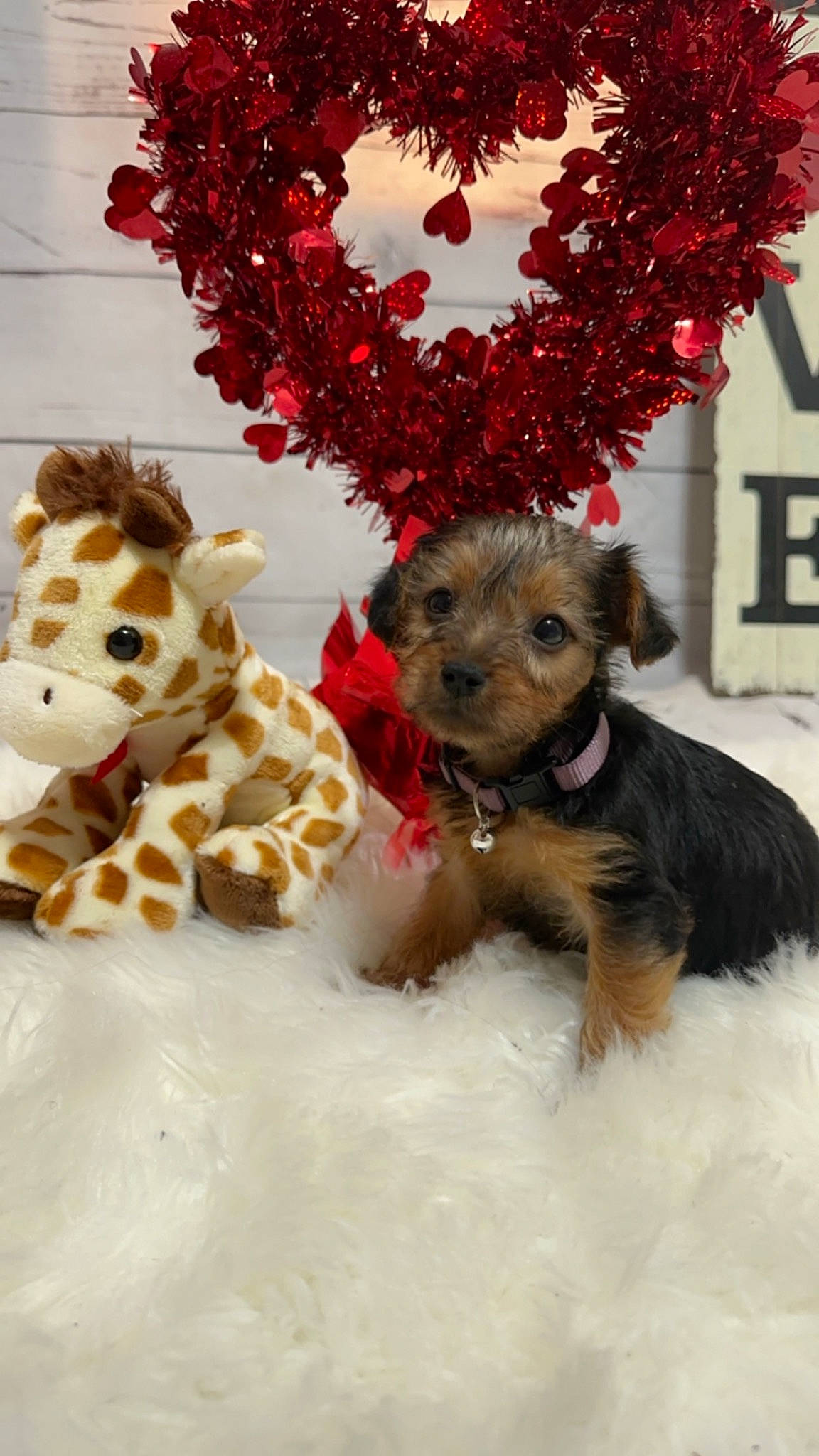 Niko is registered to the contest to win money with this photo: carnivore, christmas_ornament, companion_dog, dog, dog_breed, dog_clothes, dog_supply, event, fawn, fur, giraffe, giraffidae, mammal, snout, snow, toy, toy_dog, tree, vertebrate, winter