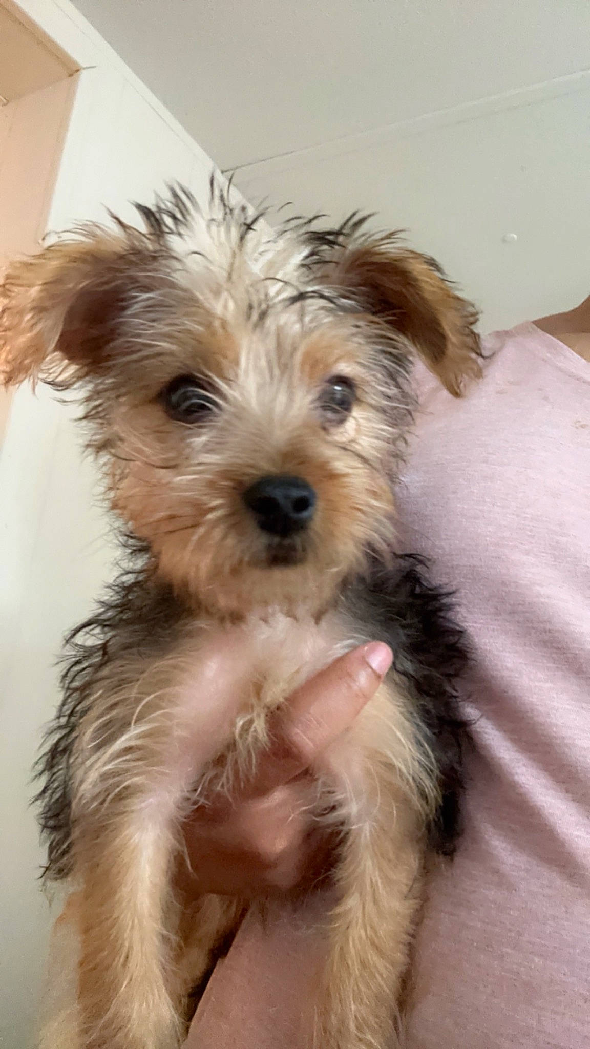 Niko is registered to the contest to win money with this photo: biewer_terrier, canidae, carnivore, companion_dog, dog, dog_breed, fur, maltepoo, puppy, small_terrier, snout, sporting_group, terrier, toy_dog, water_dog, working_animal, yorkipoo