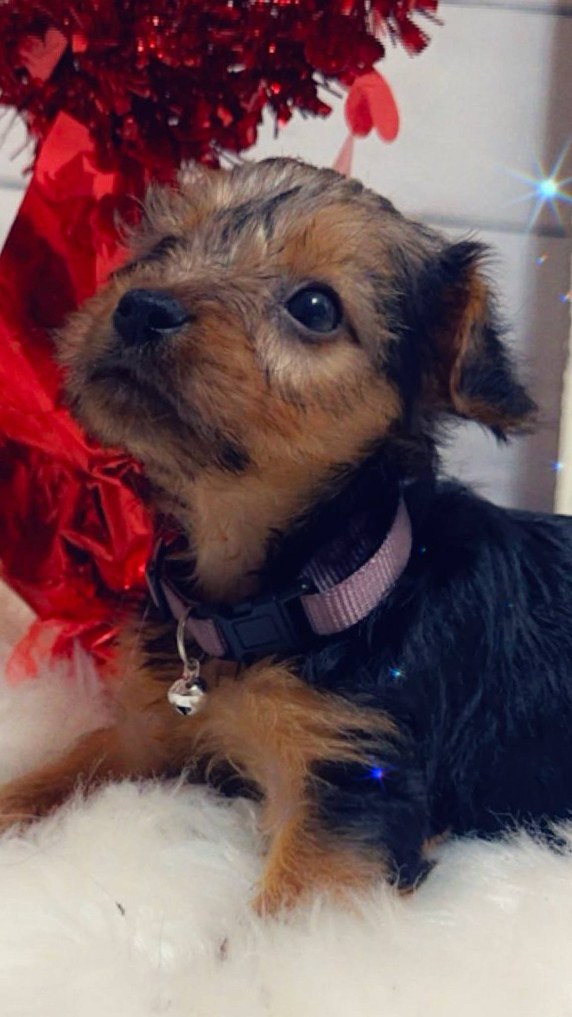 Niko joined the competition — help win amazing prizes! carnivore, collar, companion_dog, dog, dog_breed, dog_clothes, dog_collar, dog_supply, fawn, fur, hat, leash, liver, pet_supply, small_terrier, snout, sporting_group, terrier, toy_dog, working_animal