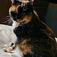 Cali is registered to the contest to win money with this photo: cat, tortoiseshell, feline, pet, animal, fur, whiskers, ears, indoor, blanket, soft, cozy, relaxed, sitting, portrait, closeup, mammal, cute, domestic, resting