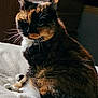 cat, tortoiseshell, feline, pet, animal, fur, whiskers, ears, indoor, blanket, soft, cozy, relaxed, sitting, portrait, closeup, mammal, cute, domestic, resting