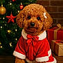 Gracie Lynn joined the competition — help win amazing prizes! bow, brown, christmas, christmas_tree, cute, decorations, dog, festive, fluffy, gift, holiday, indoor, lights, ornament, pet, poodle, present, red_clothing, santa_outfit, wood_floor