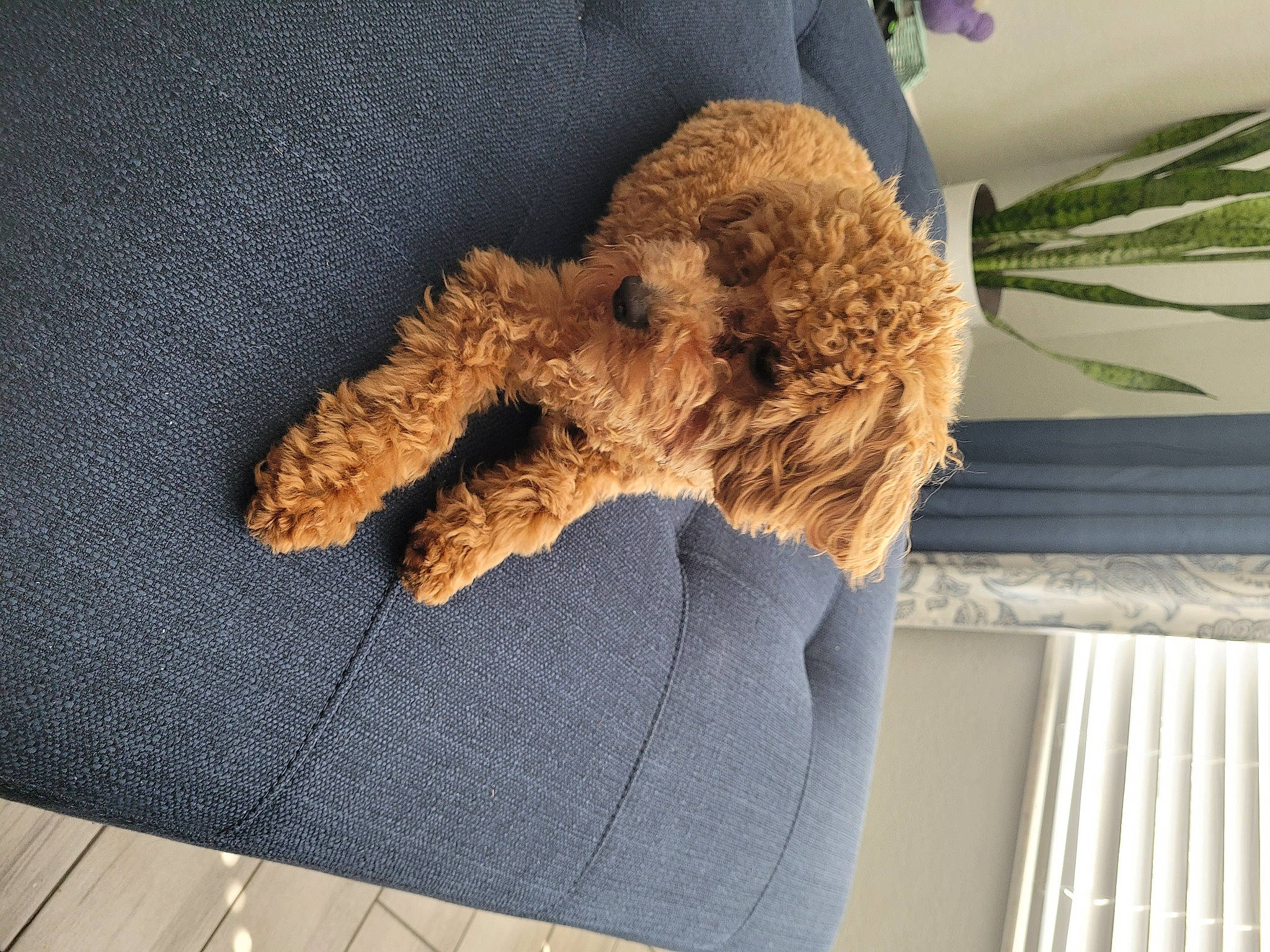 Maximus is registered to the contest to win money with this photo: carnivore, comfort, companion_dog, dog, dog_breed, fawn, fur, linens, pet_supply, plant, snout, sporting_group, stuffed_toy, tail, teddy_bear, textile, toy, toy_dog, water_dog, wood