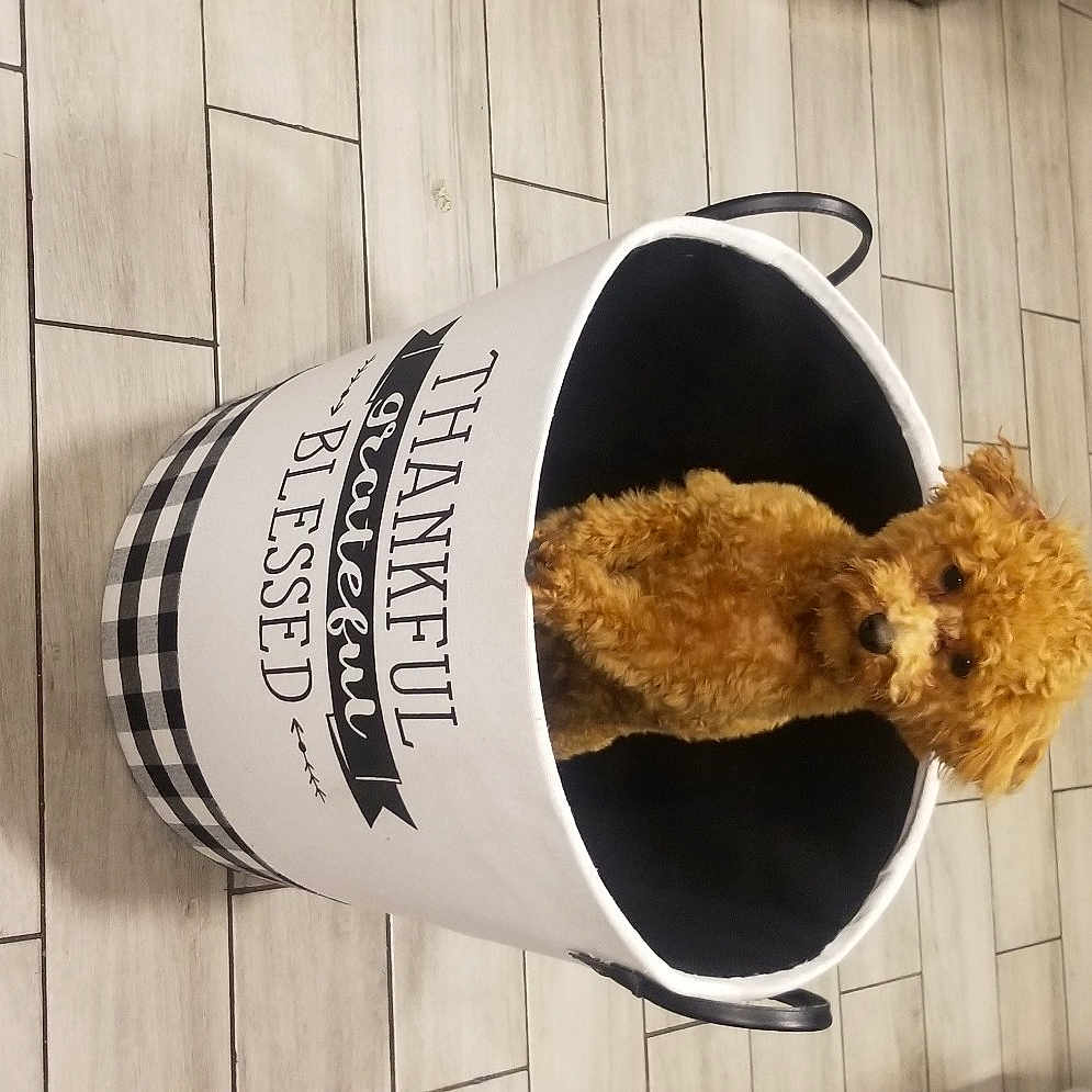 Maximus is registered to the contest to win money with this photo: art, comfort_food, dessert, drink, font, fur, metal, pattern, stuffed_toy, teddy_bear, toy, wood